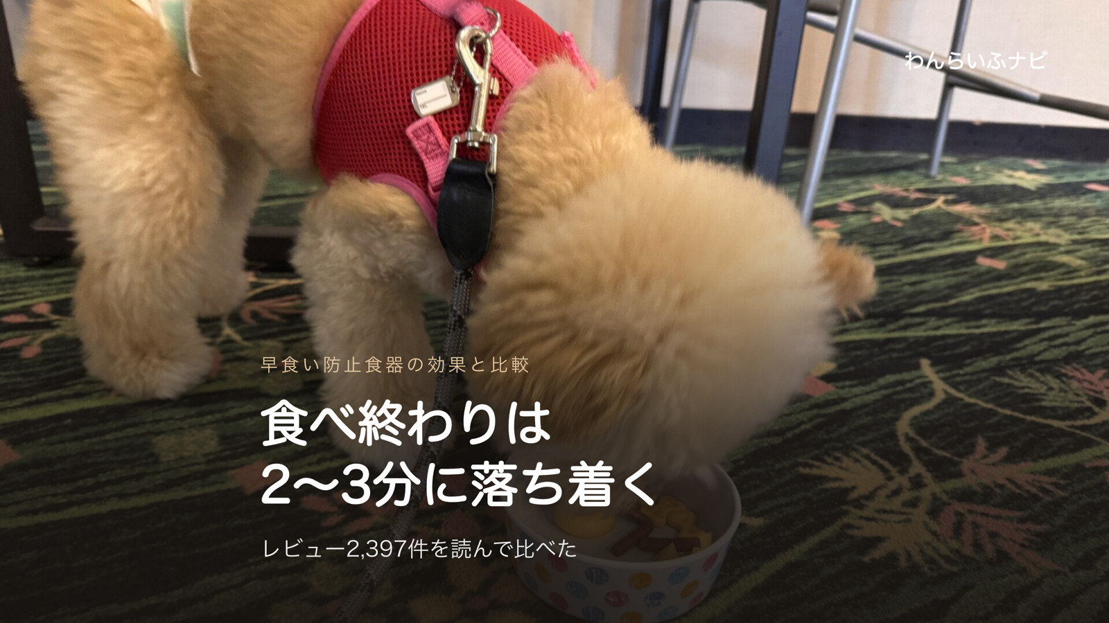 カーペットの上で食器に顔を入れてごはんを食べるポメプー
