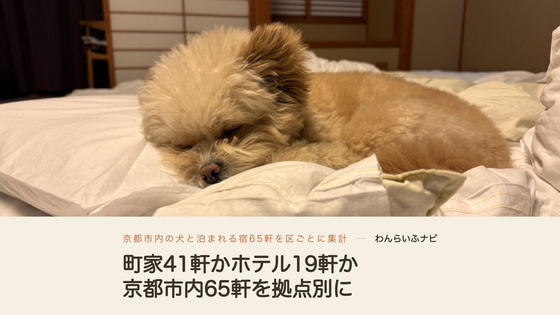 宿の和室で布団にあごをのせて眠るポメプーのパフィ。背景に障子