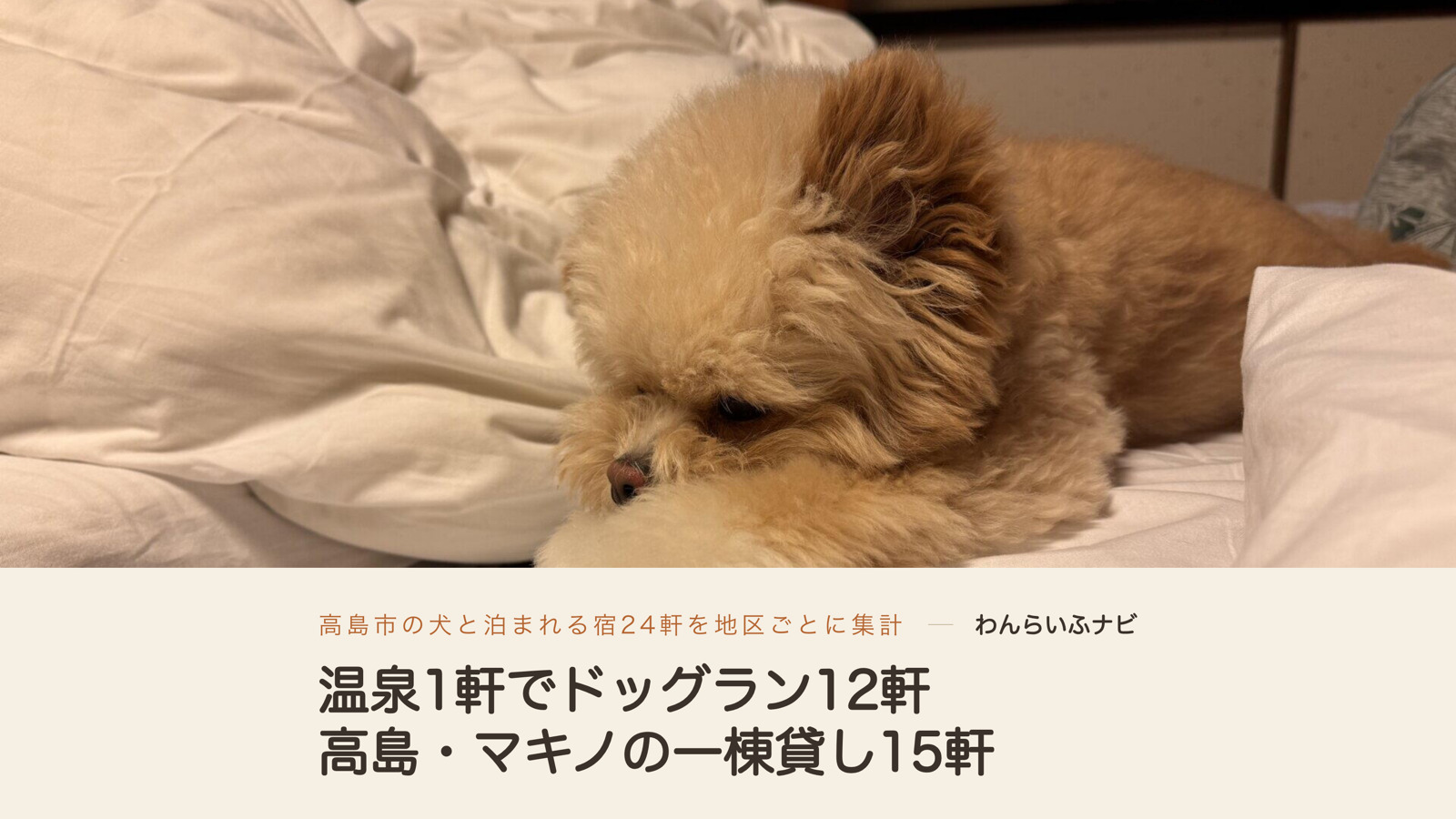 宿のベッドで白い布団にあごをのせてくつろぐポメプーのパフィ。奥にテレビが映っている