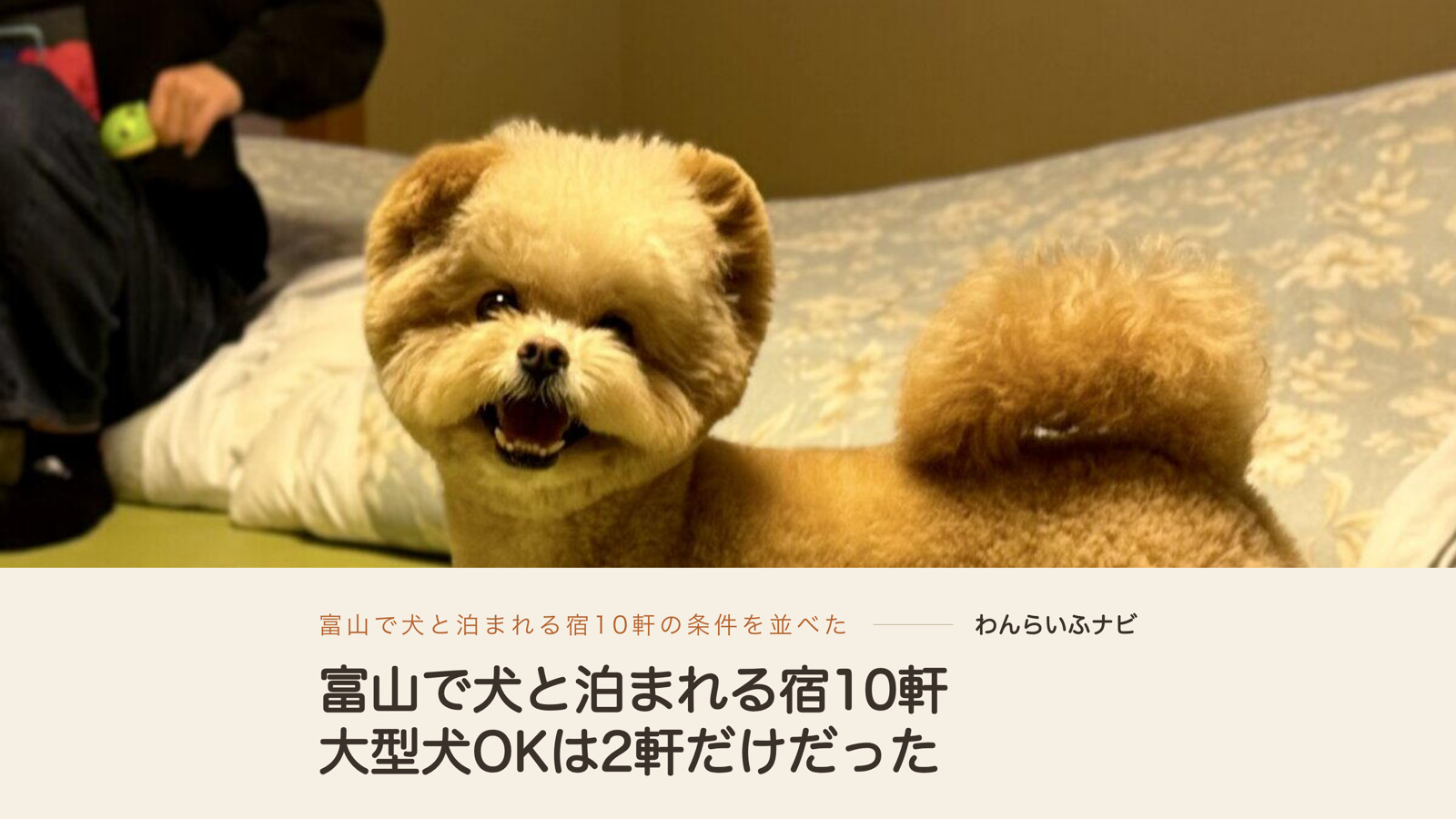旅館の和室で、布団の前の畳に立って口を開けてこちらを見るポメプーのパフィ