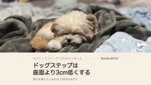 毛布の上で前足を伸ばして眠るポメプーのパフィ