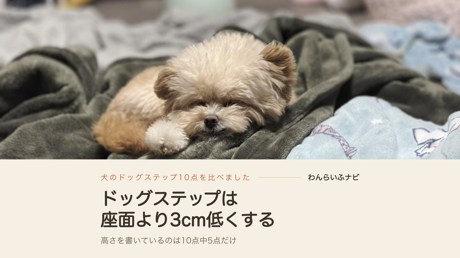 毛布の上で前足を伸ばして眠るポメプーのパフィ