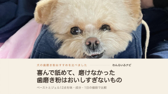 デニムのキャリーバッグから顔を出し、口元から下の前歯がのぞいている小型犬