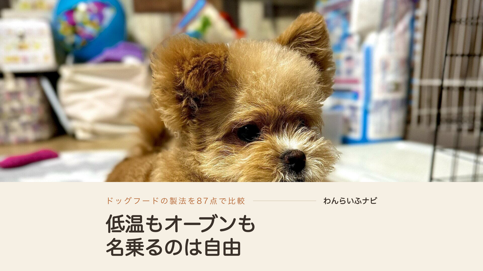 マットの上で伏せて、噛むおもちゃを前足のそばに置いたままカメラの手前を見ているクリーム色のポメプー