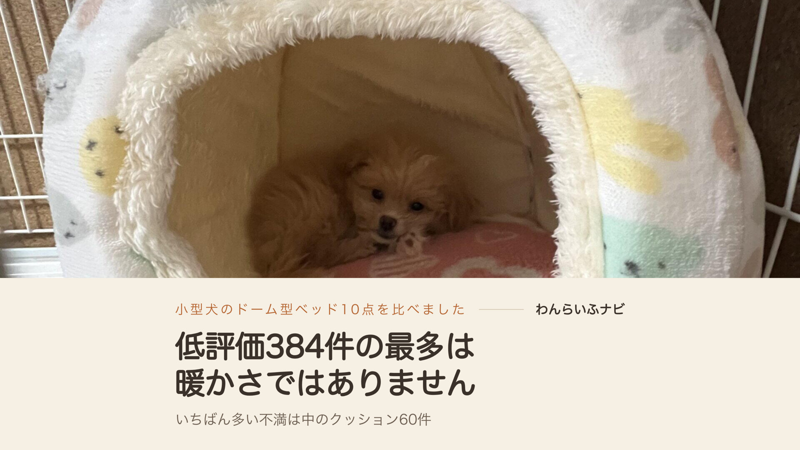 サークルに置いたうさぎ柄のドーム型ベッドの中で、ピンクのクッションに前足を乗せて座る子犬期のパフィ