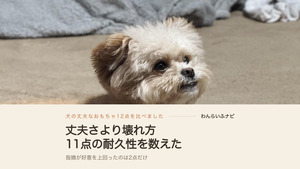 灰色の毛布の手前、カーペットの上で伏せて上を見上げるポメプーのパフィ