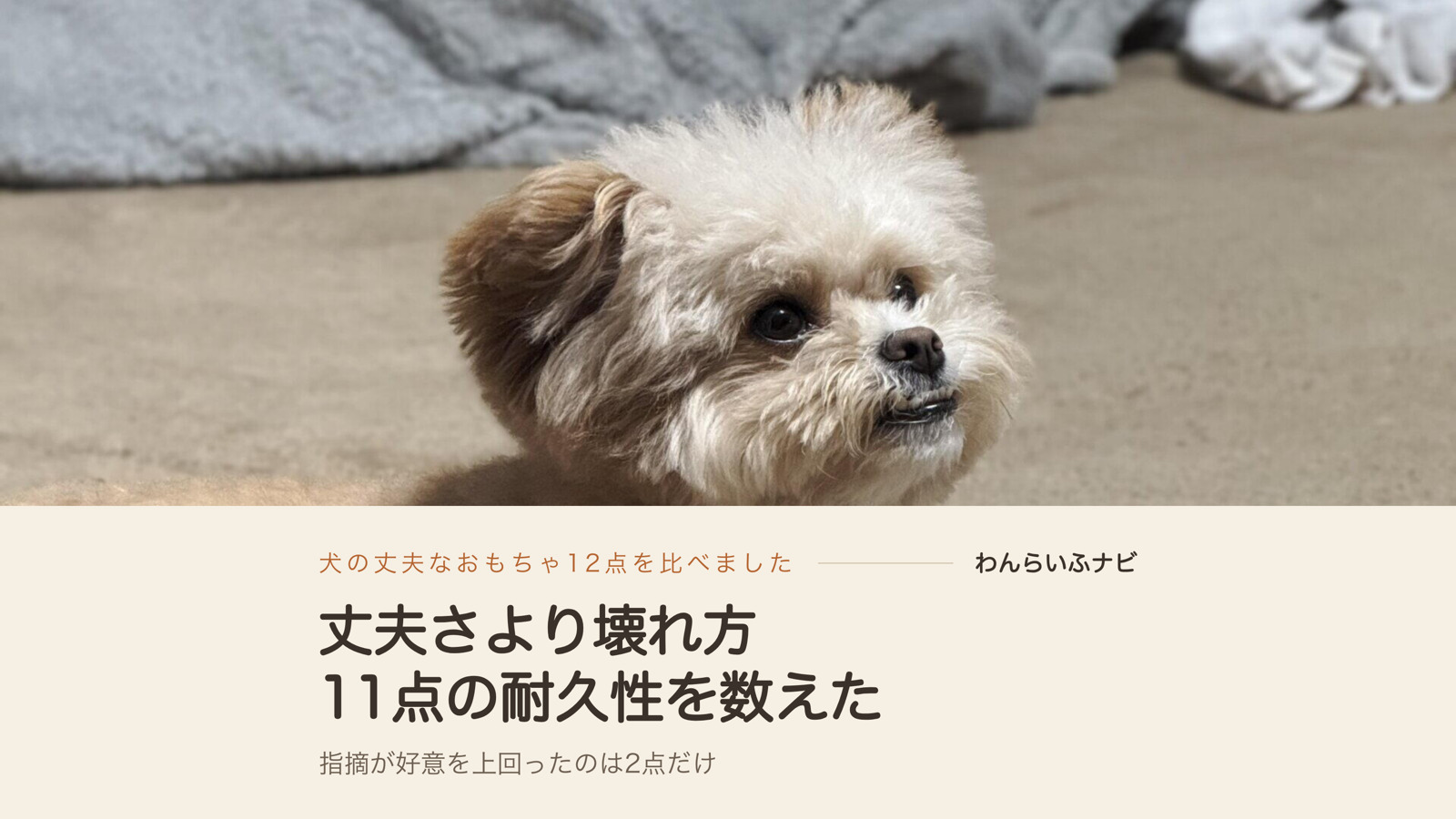 灰色の毛布の手前、カーペットの上で伏せて上を見上げるポメプーのパフィ