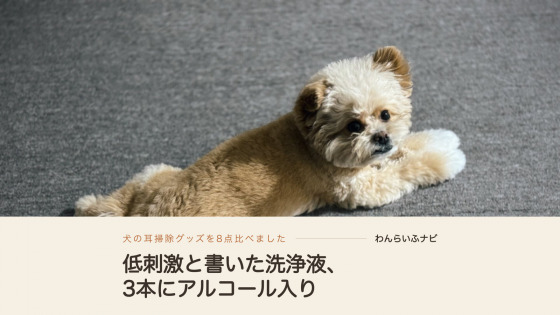 グレーのカーペットに寝そべり、両耳を立てて振り返るクリーム色の小型犬