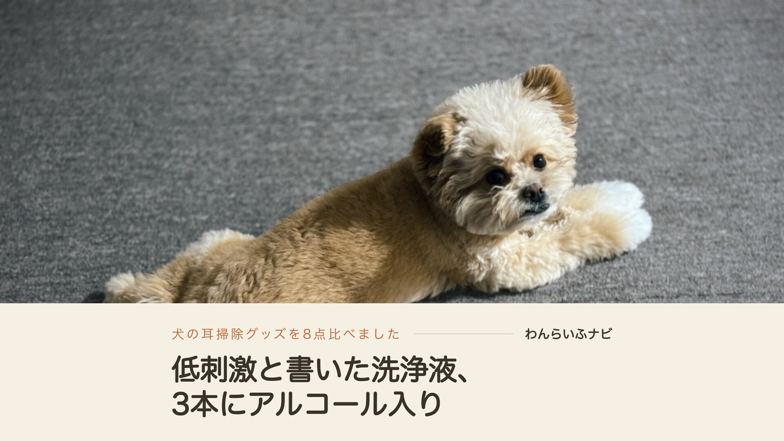 グレーのカーペットに寝そべり、両耳を立てて振り返るクリーム色の小型犬