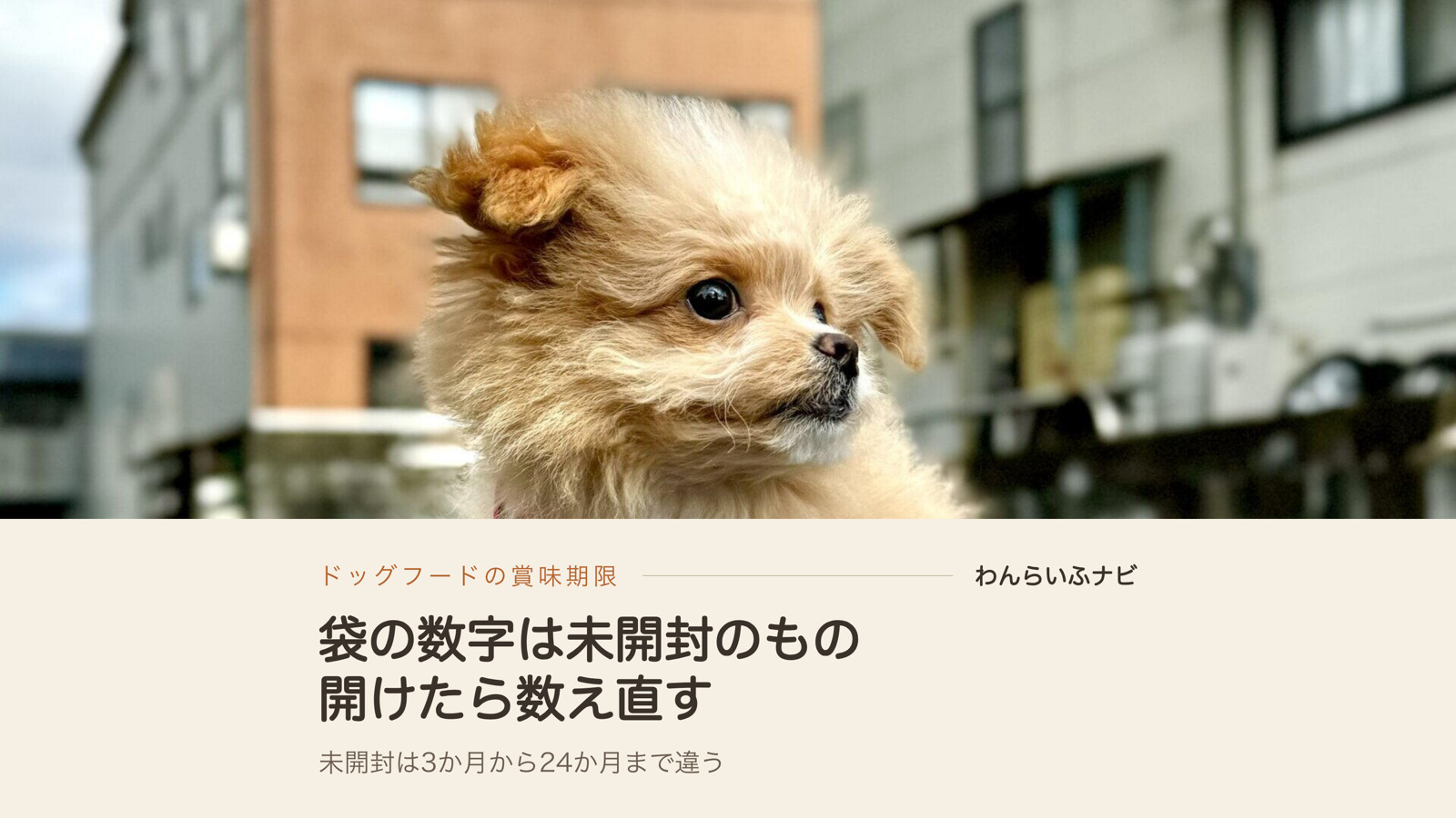 街路に座って横を向くポメプーのパフィの顔のアップ。背景の建物がぼけている