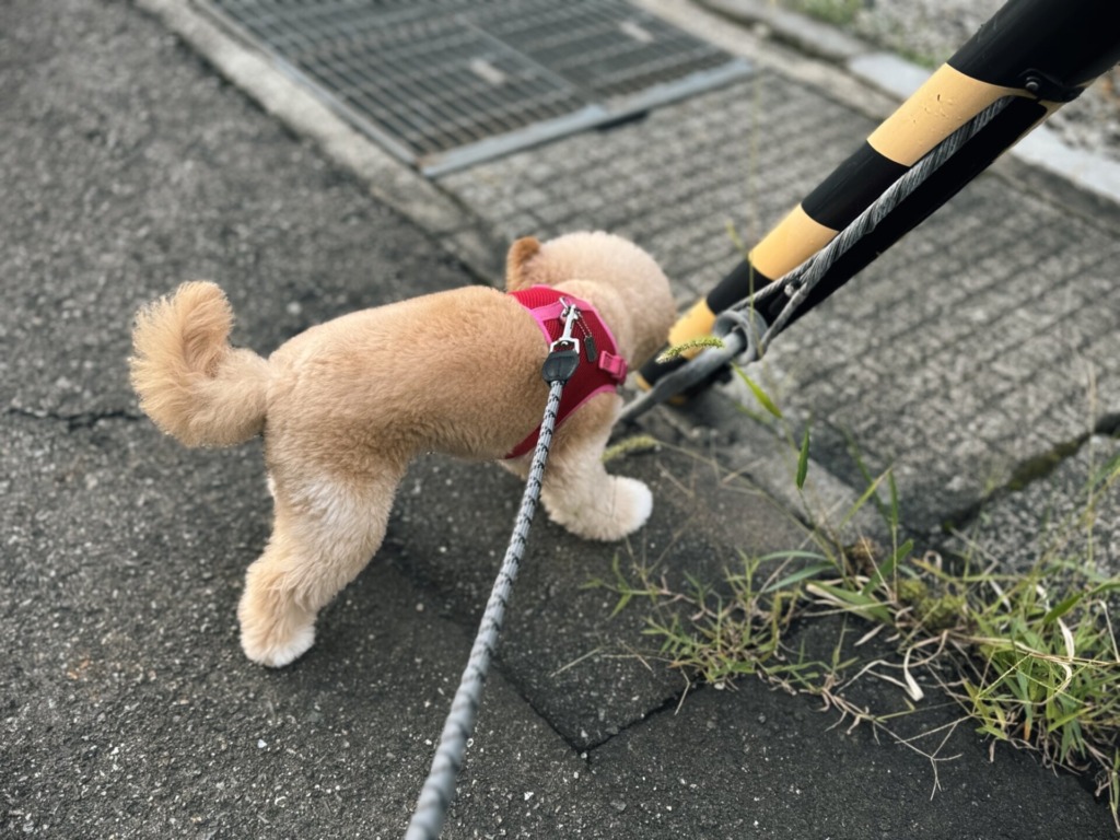 ピンクのベスト型ハーネスにリードをつないで道端のにおいを嗅ぐポメプー