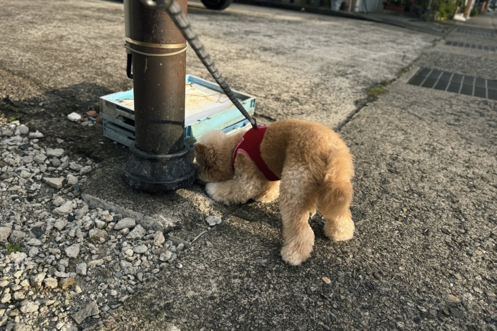 赤いハーネスを着けて、散歩道の柱の根元のにおいをかぐポメプー