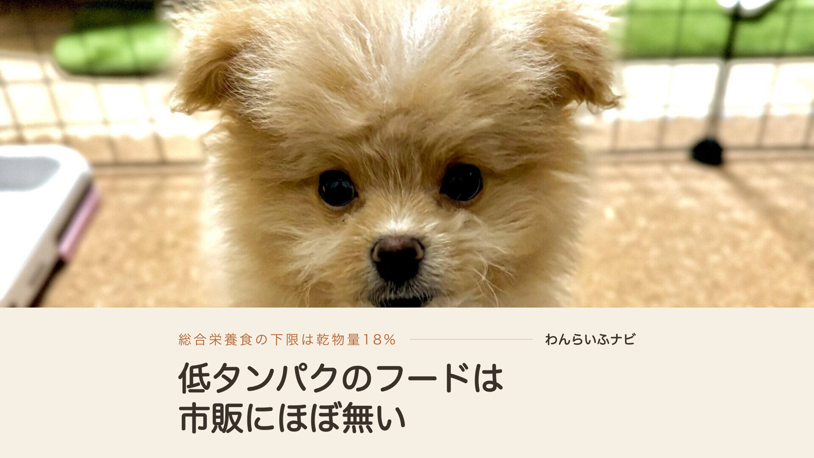 カーペットの上でカメラをまっすぐ見上げるポメプーのパフィ。左手前に白いフードボウルが写っている