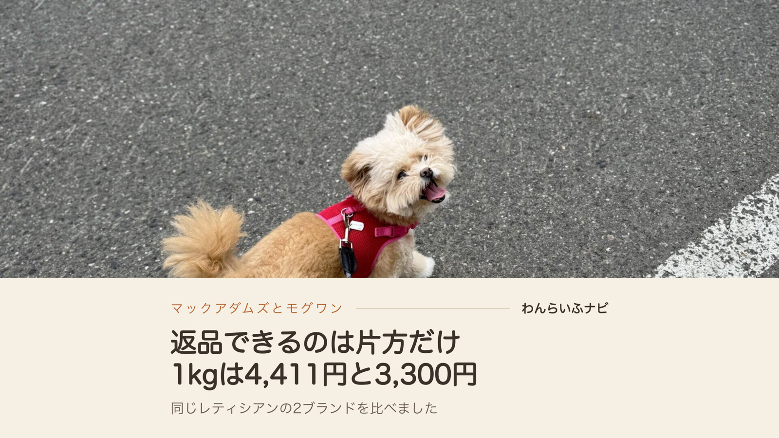アスファルトの上で立ち止まり、舌を出して振り返るポメプーのパフィ