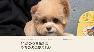 ソファの上で前足を伸ばして正面を向くポメプー。左に黒い上着、顔まわりに毛のボリュームが出ている