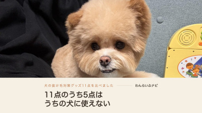 ソファの上で前足を伸ばして正面を向くポメプー。左に黒い上着、顔まわりに毛のボリュームが出ている