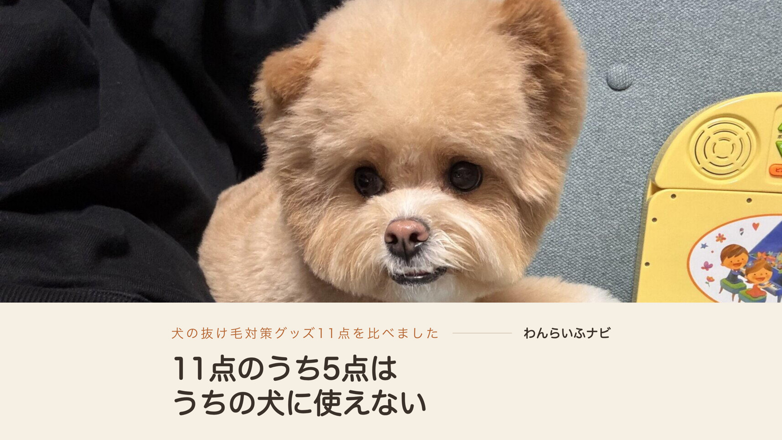 ソファの上で前足を伸ばして正面を向くポメプー。左に黒い上着、顔まわりに毛のボリュームが出ている