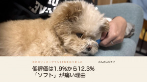 ソファに横たわるポメプーの体毛と、口元に手を添える飼い主