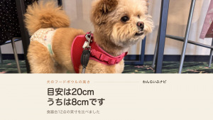 宿の絨毯の上に立つポメプーのパフィと、足元に置かれた犬用のフードボウル
