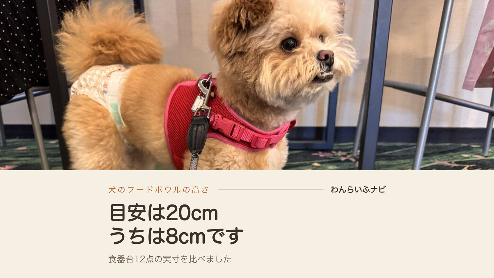 宿の絨毯の上に立つポメプーのパフィと、足元に置かれた犬用のフードボウル