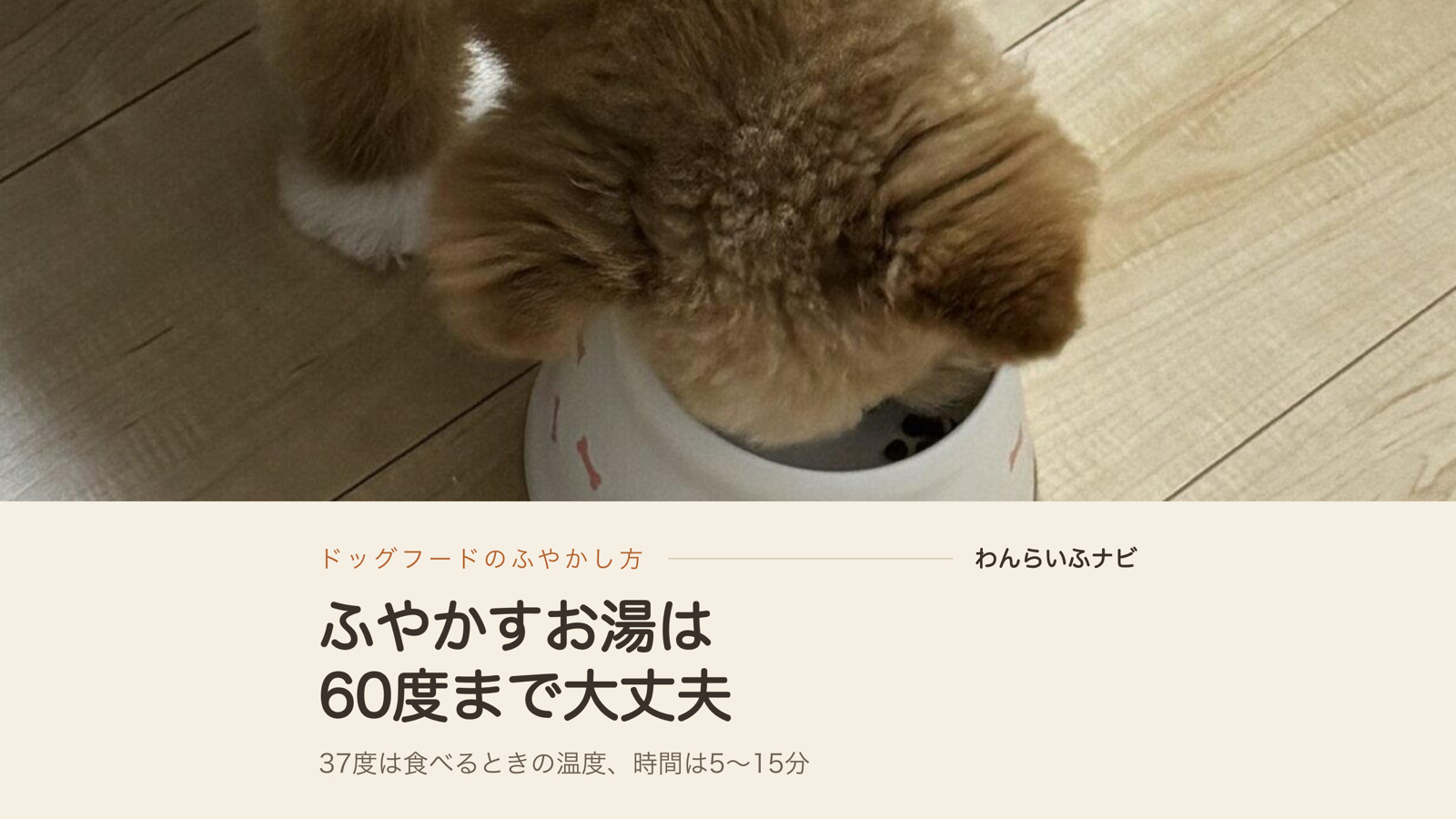 白い脚付きフードボウルに顔を入れてごはんを食べるポメプーのパフィを真上から見たところ