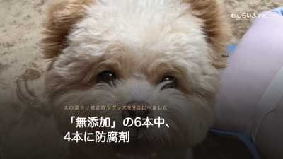 目の下の毛がうっすら茶色くなった、クリーム色の小型犬の顔を正面から写したアップ