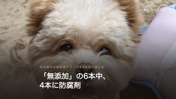 目の下の毛がうっすら茶色くなった、クリーム色の小型犬の顔を正面から写したアップ