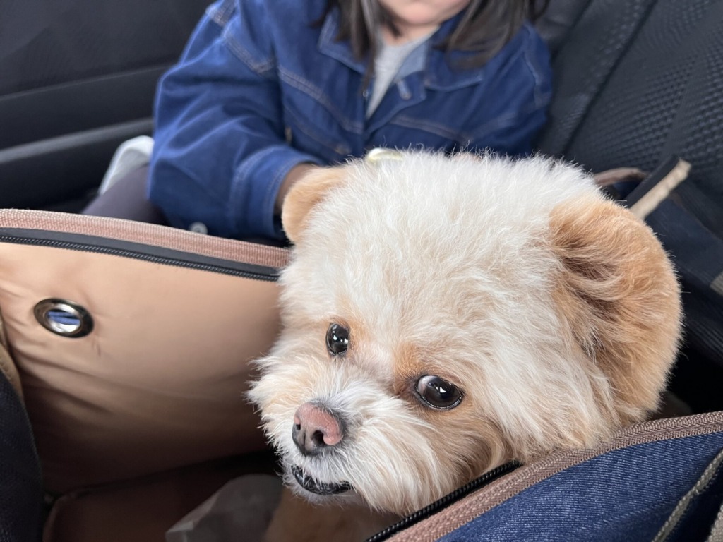 車の中で、ファスナーを開けたデニムのキャリーバッグの縁にあごを乗せるポメプー