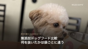 テーブルの上のドーナツ柄の器に鼻先を寄せて、中のごはんをのぞき込むパフィの横顔