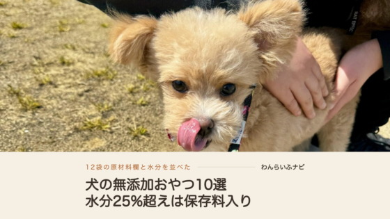 散歩先の地面で家族に体を支えられ、舌を出して鼻先をなめる犬