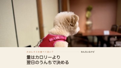 犬はレタスを食べて良い？量はカロリーより翌日のうんちで決める
