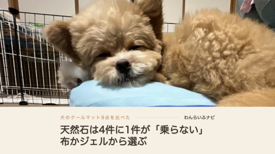 サークルの横で水色のクッションにあごを乗せて眠るパフィ