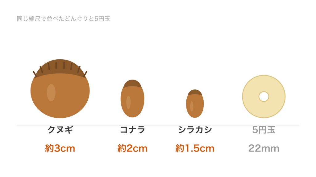 同じ縮尺で並べたクヌギ約3cm、コナラ約2cm、シラカシ約1.5cmと5円玉22mm