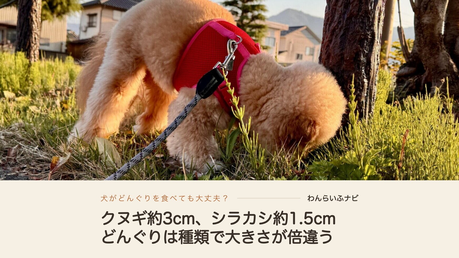 赤いハーネスのパフィが、木の根元の草むらに鼻を入れて地面を嗅いでいる