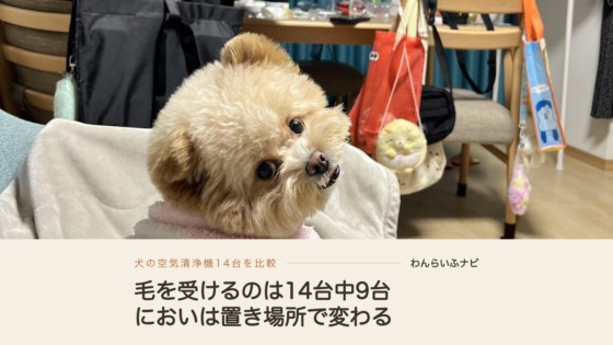 リビングのソファでピンクのタオルにくるまり、振り返ってこちらを見るパフィ