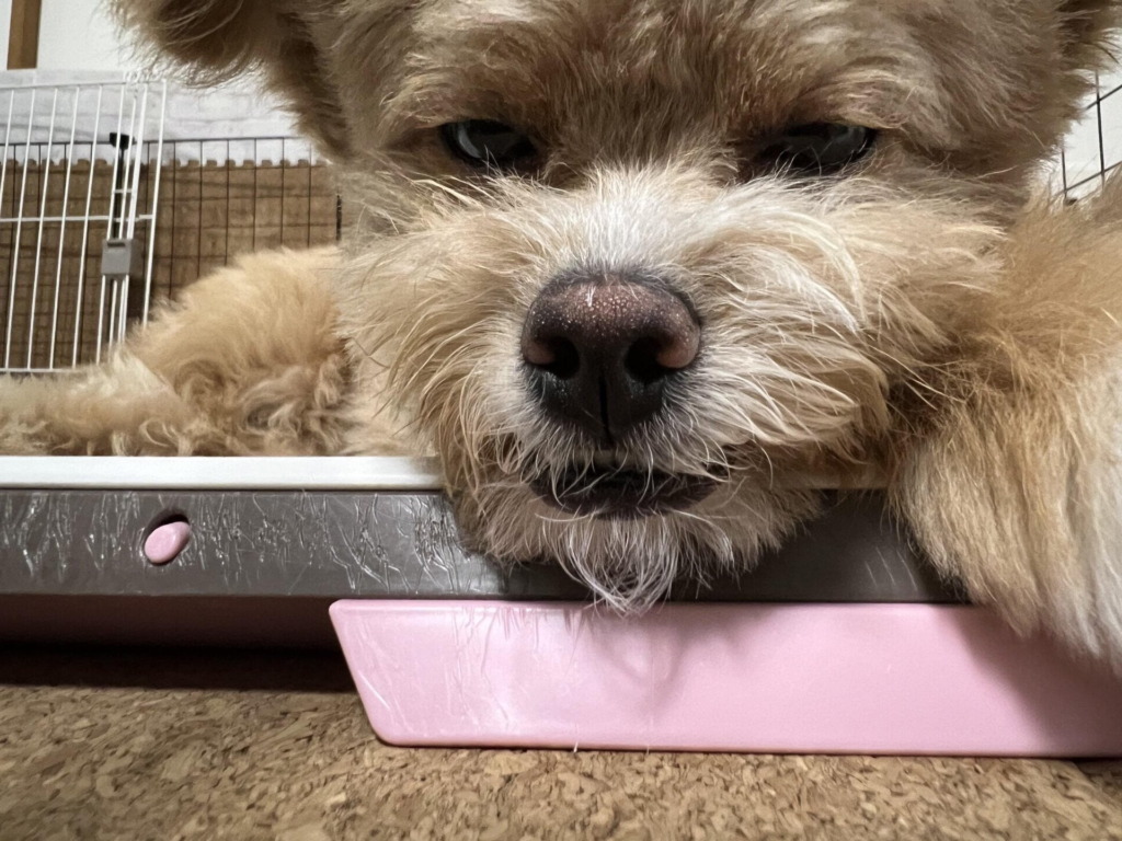 サークルの横でピンクのトイレトレーのふちにあごを乗せて休むパフィ