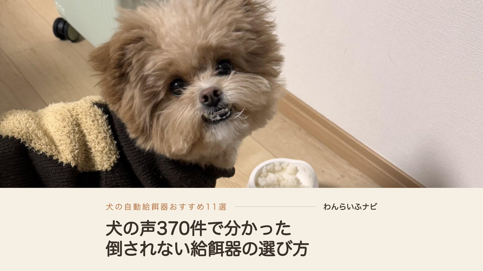 茶色のニットを着て、白い器に盛ったごはんの横からこちらを見上げるポメプーのパフィ