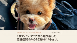 車の後部座席でデニムのキャリーバッグから顔を出し、口を開けてこちらを見るポメプー