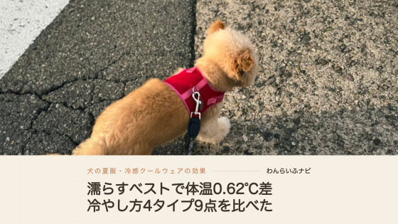 赤いメッシュのハーネスを着けて、アスファルトの道を歩くポメプーのパフィ