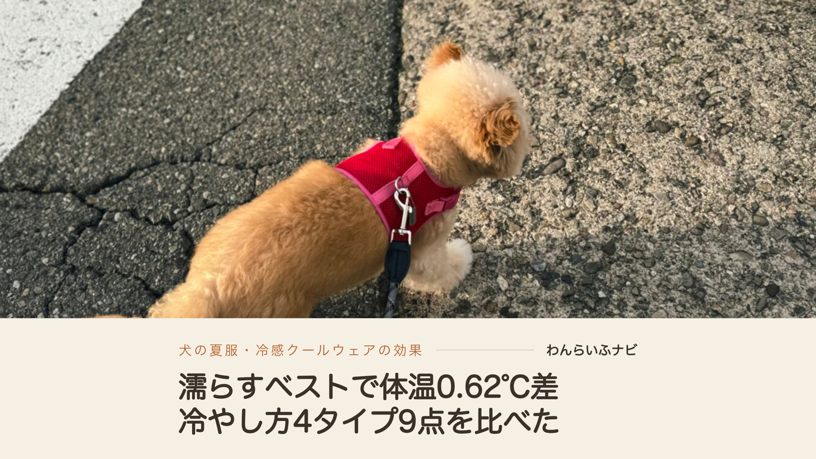 赤いメッシュのハーネスを着けて、アスファルトの道を歩くポメプーのパフィ