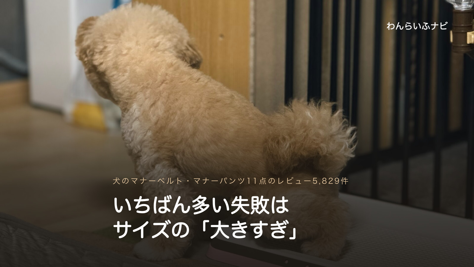 トイレトレーに後ろ足をかけて、お尻としっぽをこちらに向けるポメプーのパフィ
