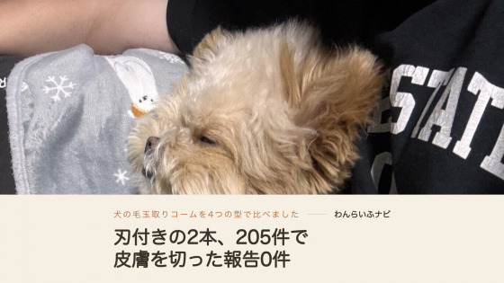 飼い主の腕のそばでクッションにもたれて眠るポメプー。顔のまわりの毛が長く伸びてふわふわしている