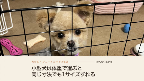 サークルの柵ごしに、グレーの服を着てこちらを見上げるポメプー
