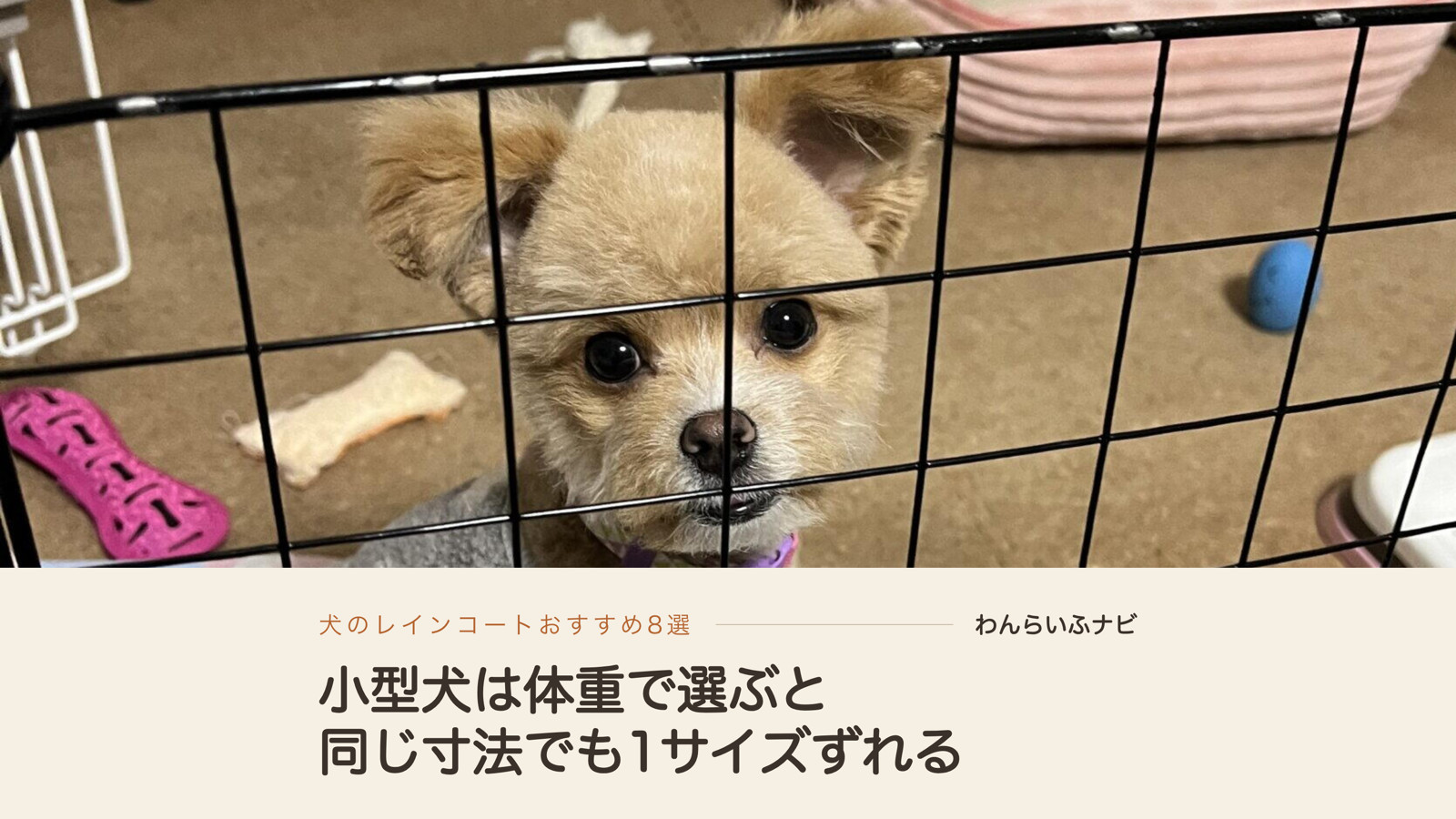 サークルの柵ごしに、グレーの服を着てこちらを見上げるポメプー