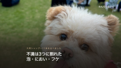 芝生の上でこちらを見上げるポメプーの顔のアップ。クリーム色のふわふわした毛