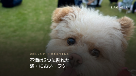 芝生の上でこちらを見上げるポメプーの顔のアップ。クリーム色のふわふわした毛