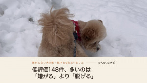 雪の積もった道で、赤いハーネスを着けたポメプーが雪に足を沈めて地面のにおいを嗅いでいる