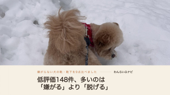 雪の積もった道で、赤いハーネスを着けたポメプーが雪に足を沈めて地面のにおいを嗅いでいる