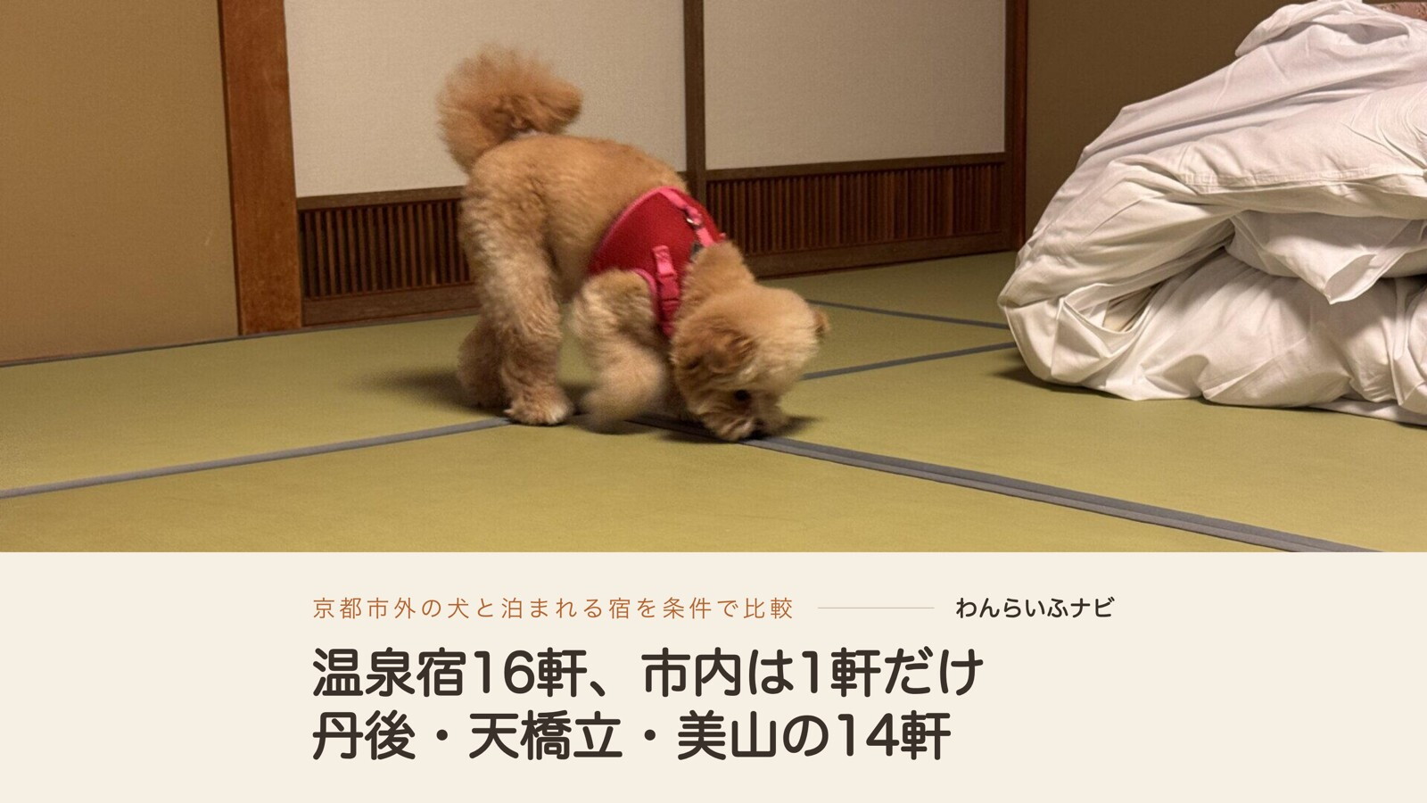 和室の畳の上でにおいを嗅ぐパフィと、京都の温泉宿16軒・丹後と天橋立と美山の14軒の見出し