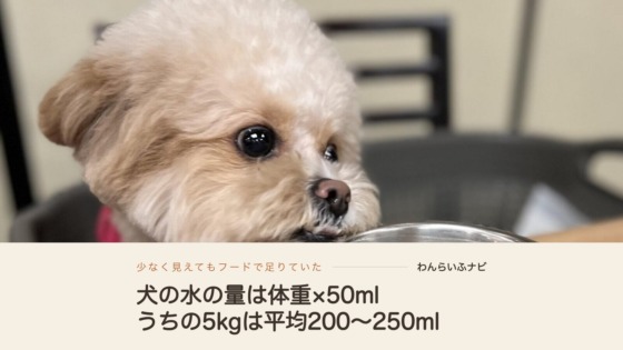 ステンレスの器のふちにあごをのせて、上目づかいでこちらを見るクリーム色のポメプー